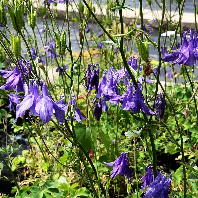 Alpen-Akelei (Aquilegia alpina)