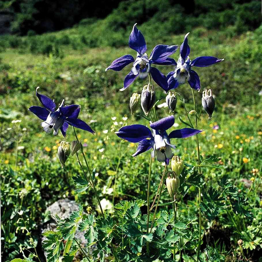 Alpen-Akelei (Aquilegia alpina)