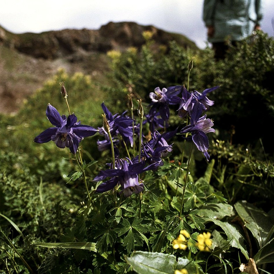 Alpen-Akelei (Aquilegia alpina)