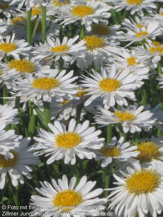 Alpen-Aster 'Albus' (Aster alpinus)