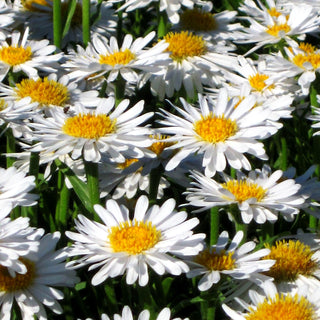 Alpen-Aster 'Albus' (Aster alpinus)