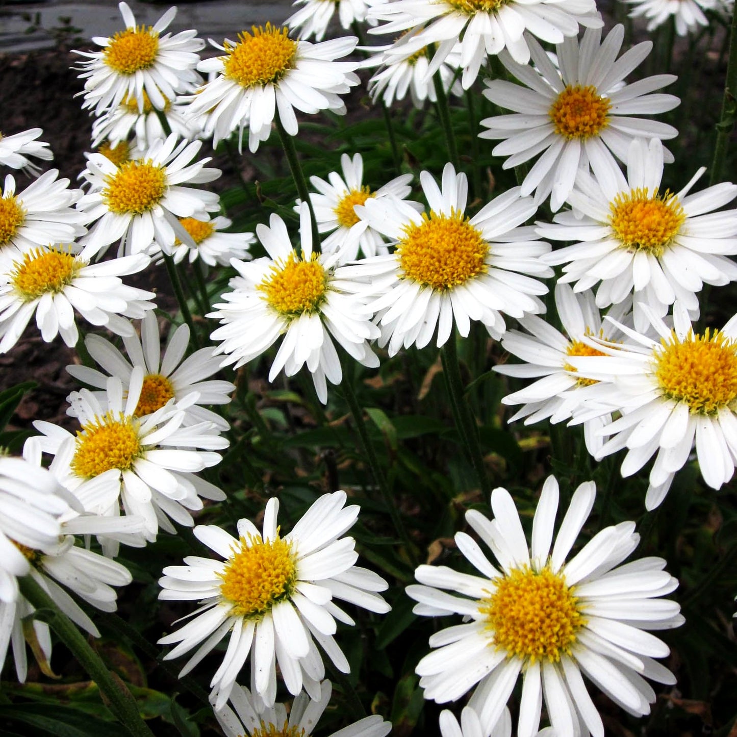 Alpen-Aster 'Albus' (Aster alpinus)