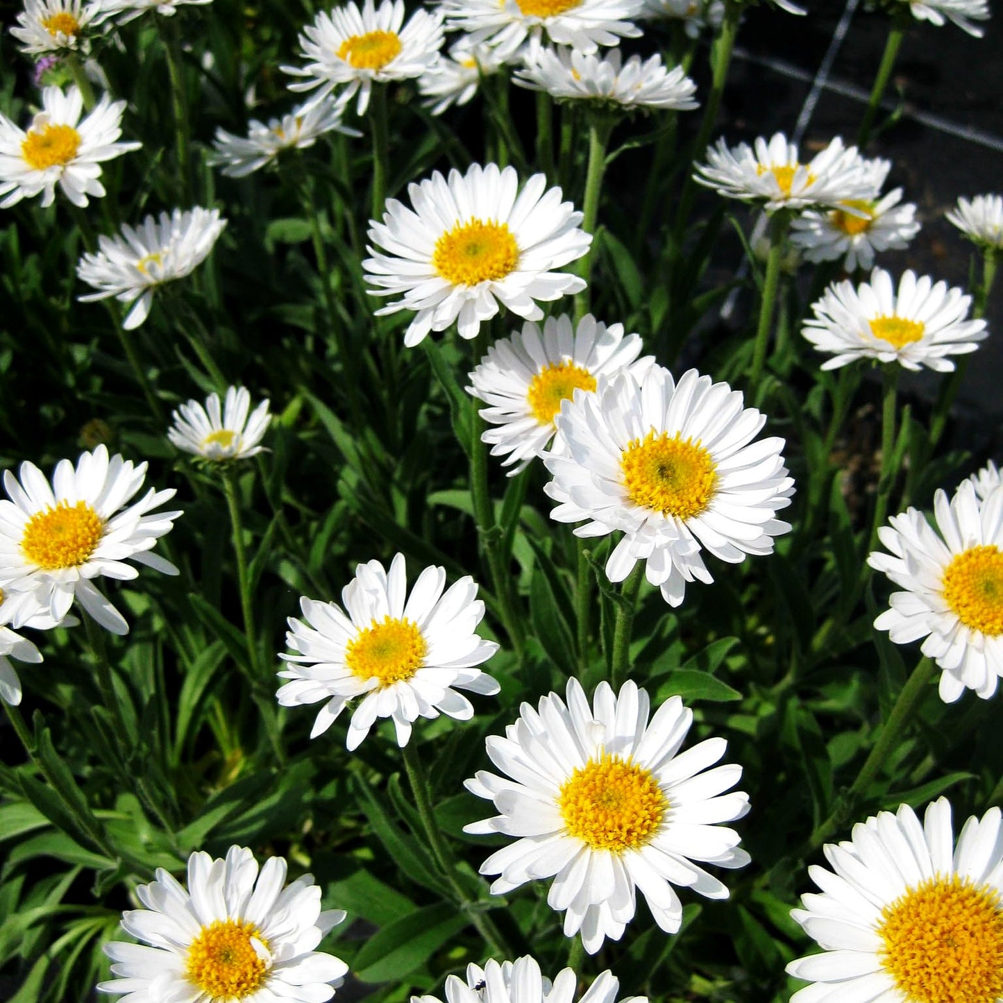 Alpen-Aster 'Albus' (Aster alpinus)