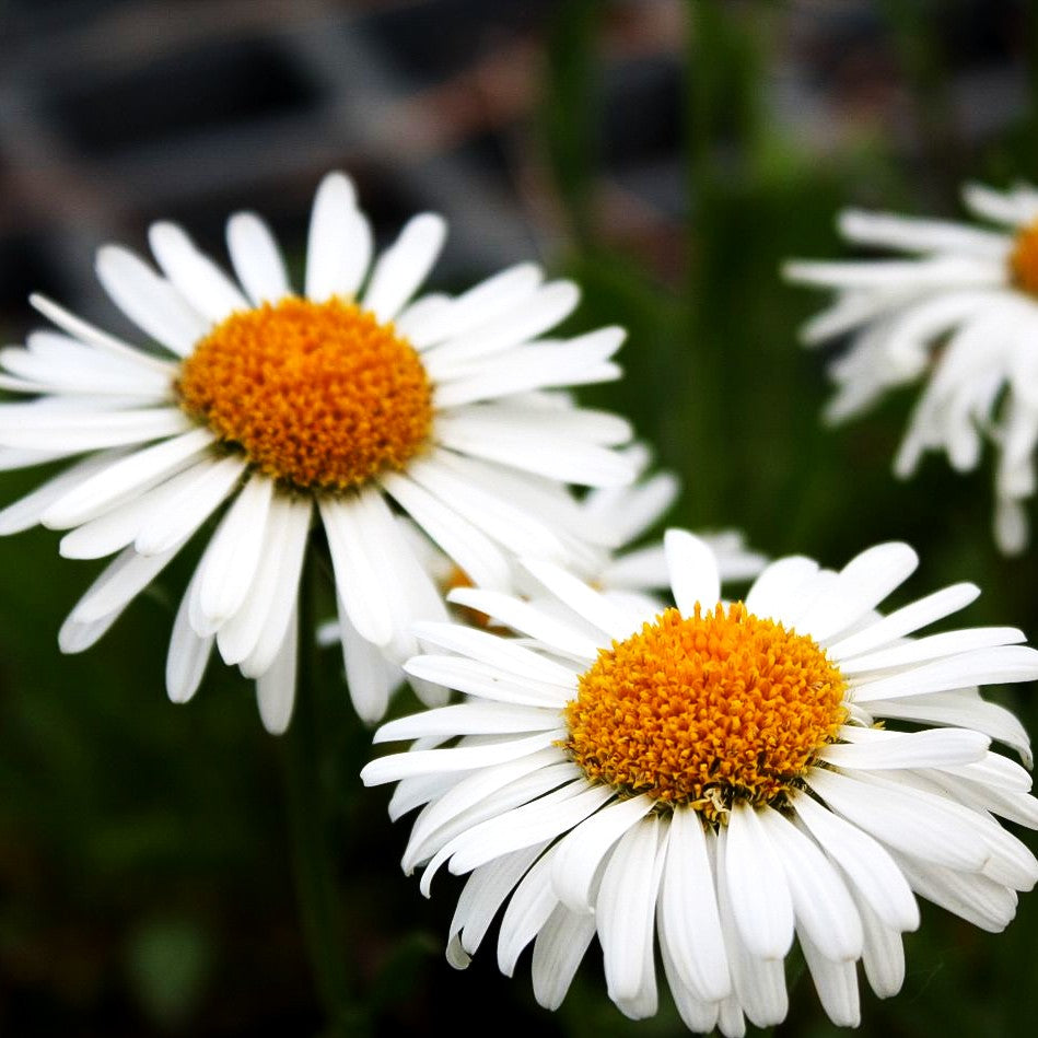 Alpen-Aster 'Albus' (Aster alpinus)