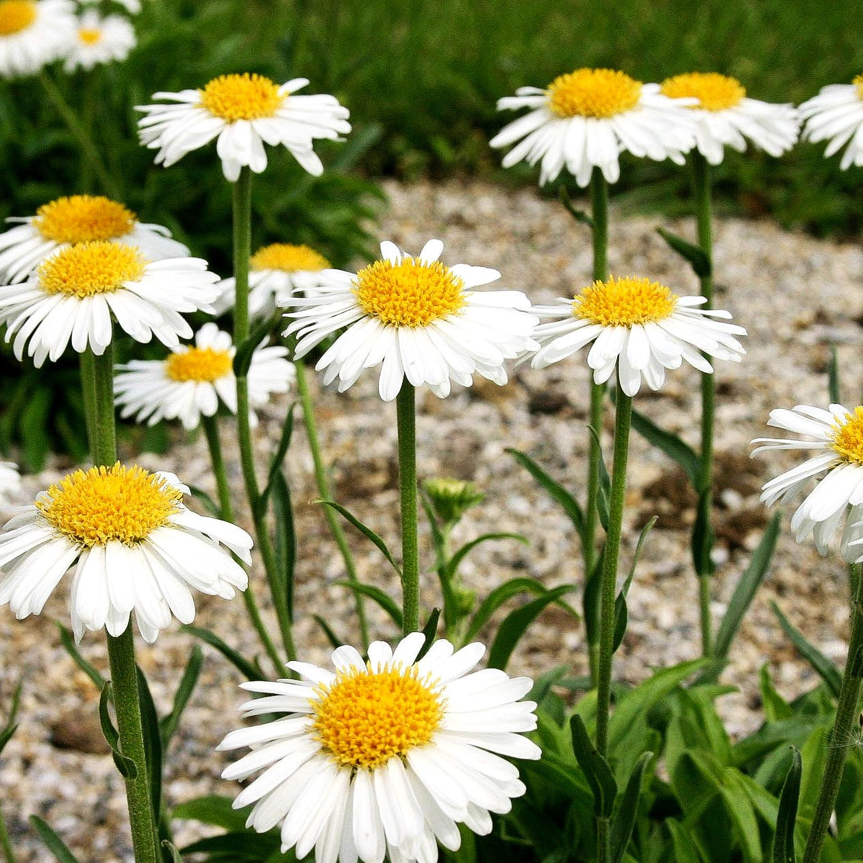 Alpen-Aster 'Albus' (Aster alpinus)