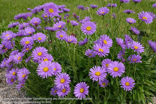 Alpen-Aster (Aster alpinus)