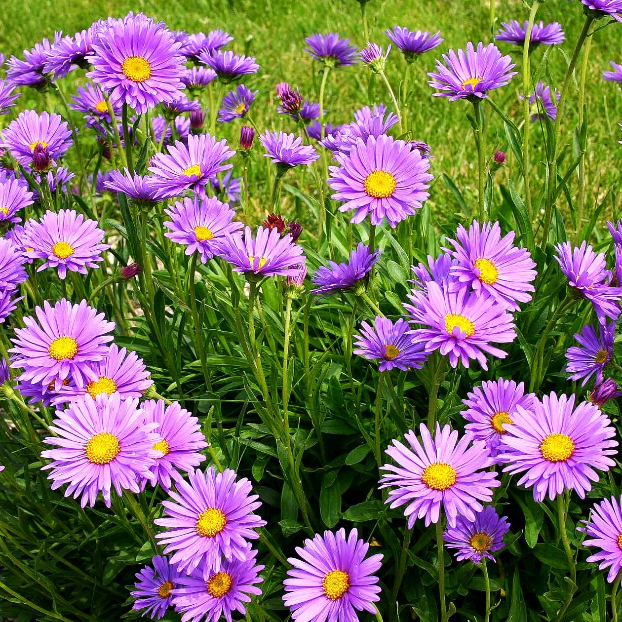 Alpen-Aster (Aster alpinus)