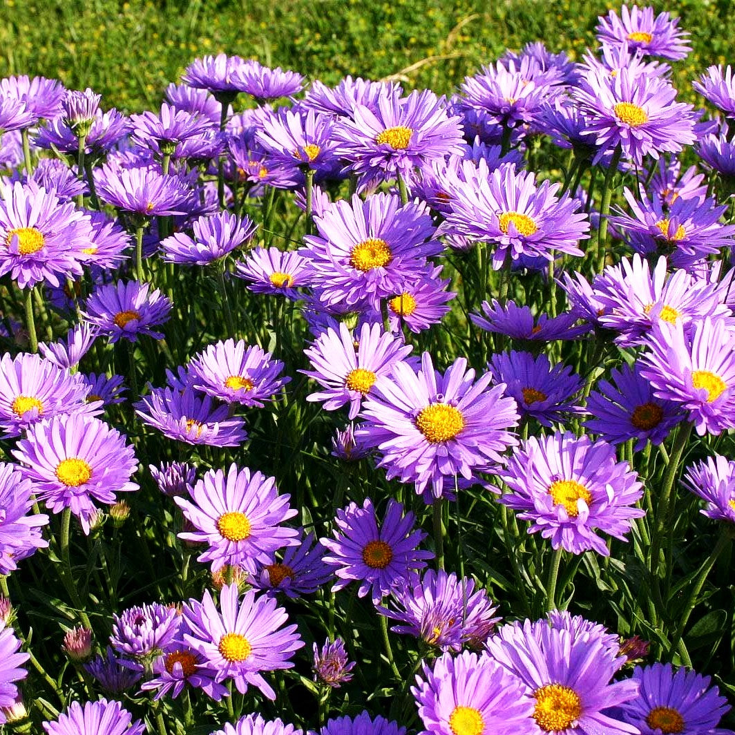 Alpen-Aster (Aster alpinus)