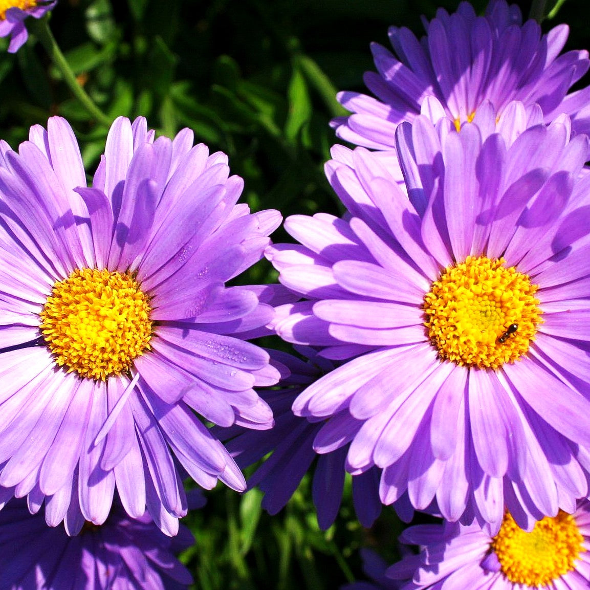 Alpen-Aster (Aster alpinus)