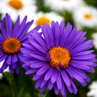 Alpen-Aster 'Dunkle Schöne' (Aster alpinus)