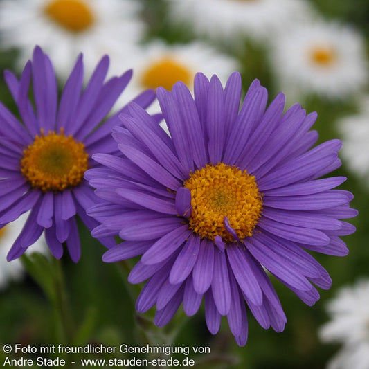 Alpen-Aster 'Dunkle Schöne' (Aster alpinus)