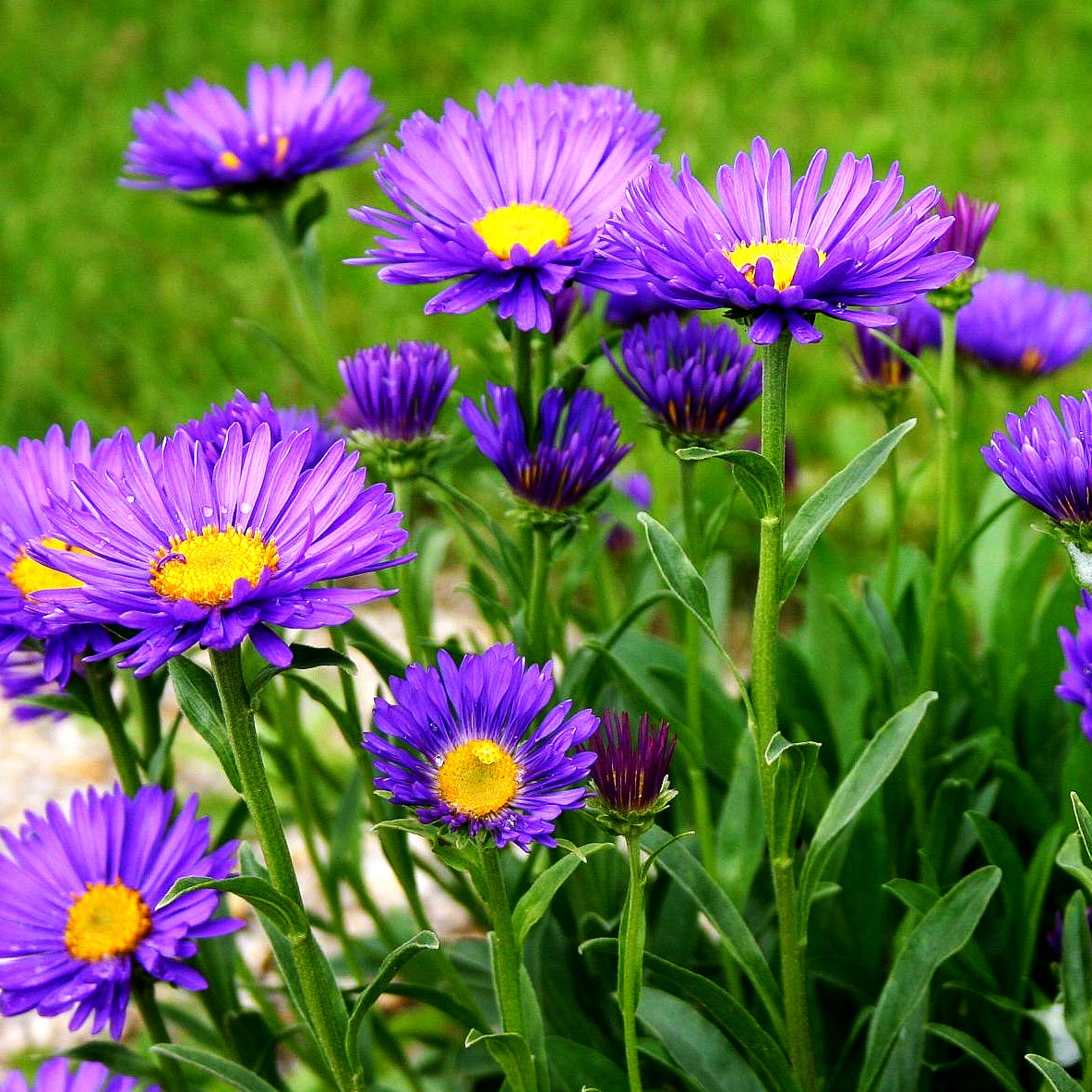 Alpen-Aster 'Dunkle Schöne' (Aster alpinus)