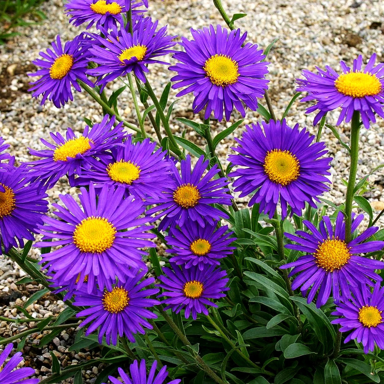 Alpen-Aster 'Dunkle Schöne' (Aster alpinus)