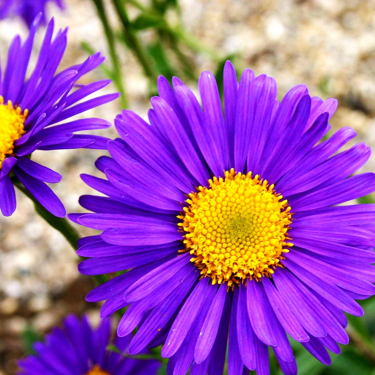 Alpen-Aster 'Dunkle Schöne' (Aster alpinus)