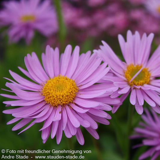 Alpen-Aster 'Happy End' (Aster alpinus)