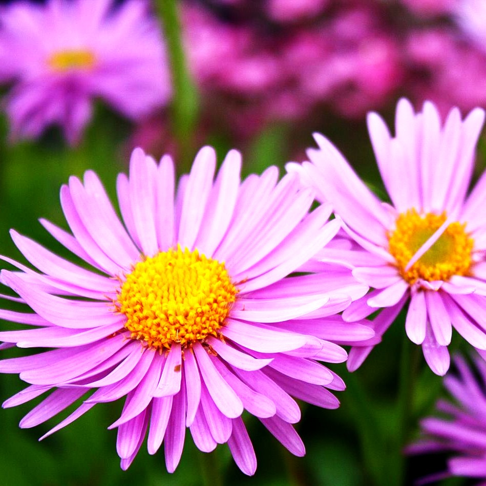 Alpen-Aster 'Happy End' (Aster alpinus)