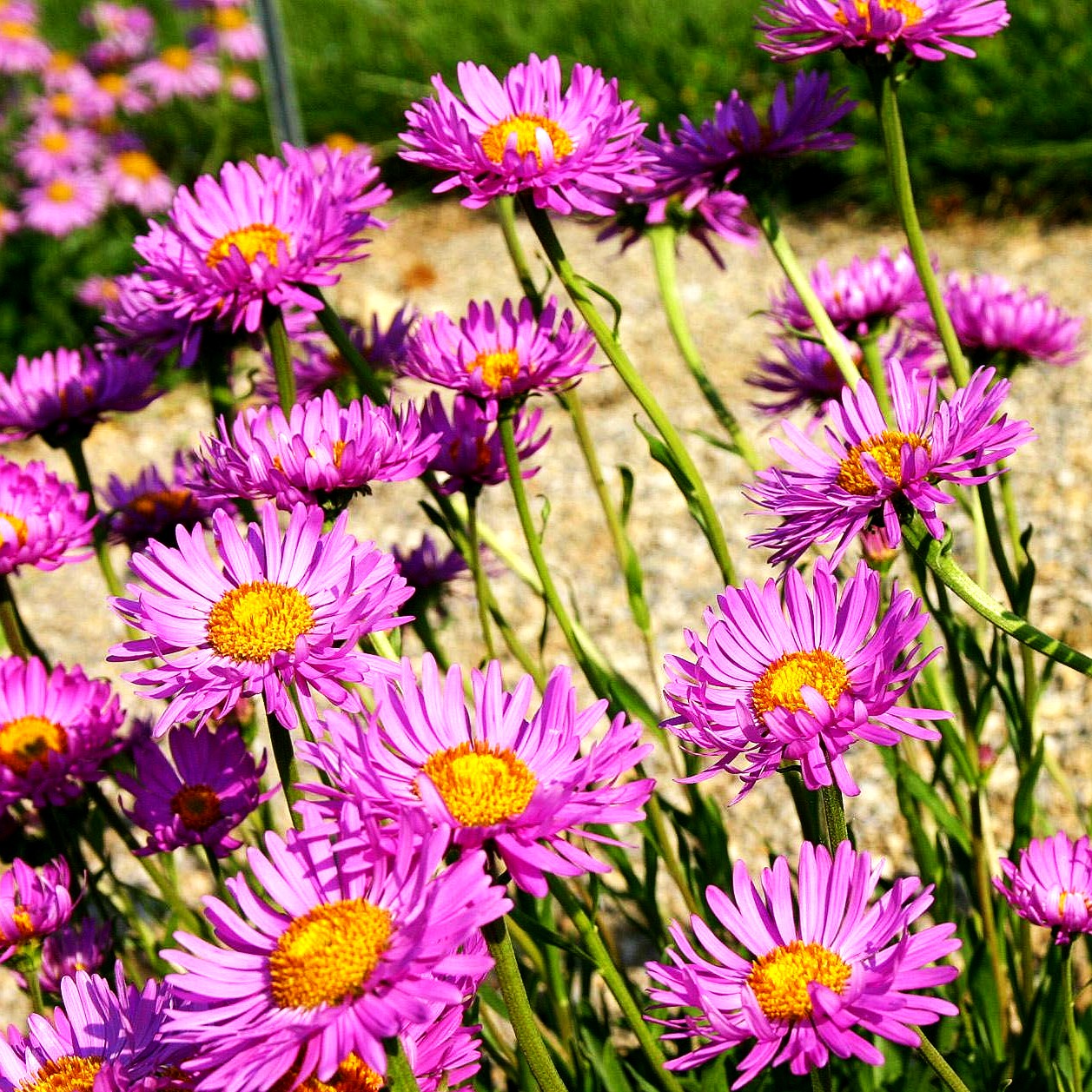 Alpen-Aster 'Happy End' (Aster alpinus)