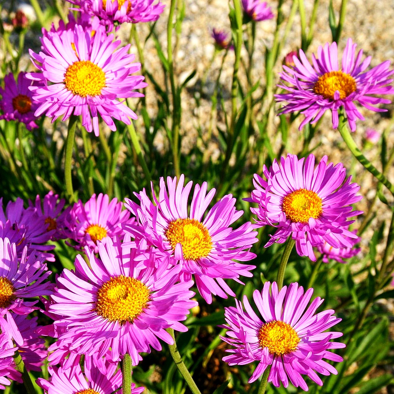 Alpen-Aster 'Happy End' (Aster alpinus)