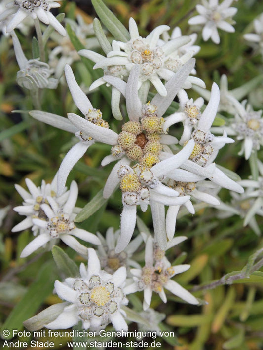 Alpen-Edelweiß (Leontopodium alpinum)