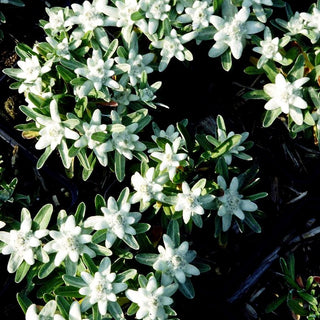 Alpen-Edelweiß 'Silberzwerg' (Leontopodium alpinum)