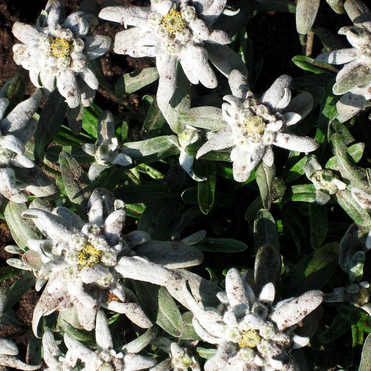 Alpen-Edelweiß 'Silberzwerg' (Leontopodium alpinum)