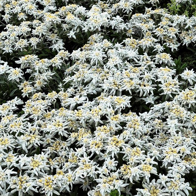 Alpen-Edelweiß 'Silberzwerg' (Leontopodium alpinum)