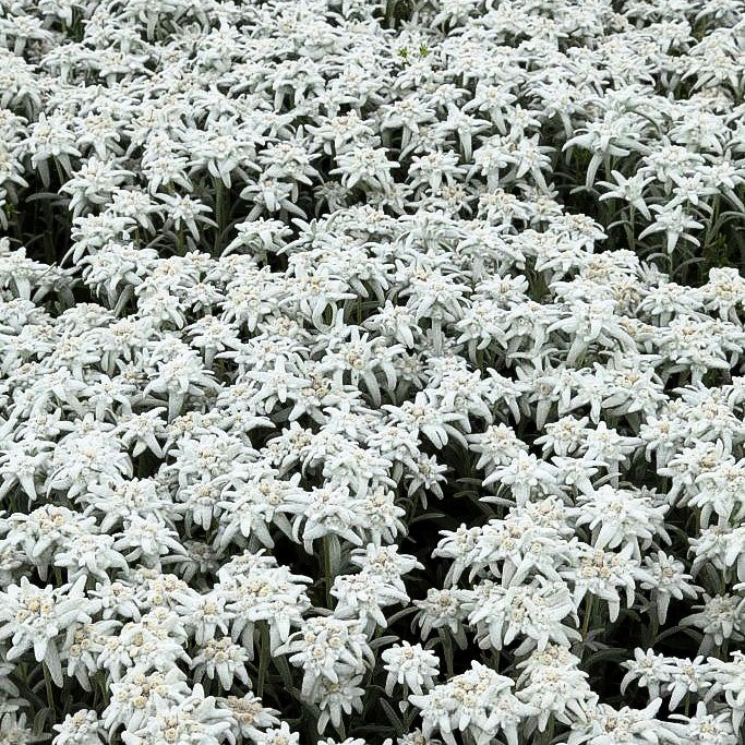 Alpen-Edelweiß 'Stella Bavaria' (Leontopodium alpinum)