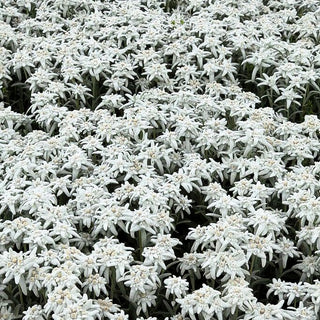 Alpen-Edelweiß 'Stella Bavaria' (Leontopodium alpinum)
