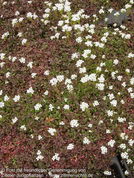 Alpen-Gämskresse (Pritzelago alpina ssp.alpina)