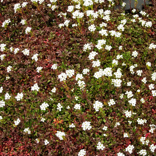 Alpen-Gämskresse (Pritzelago alpina ssp.alpina)