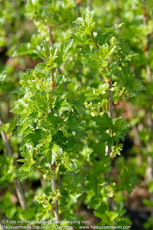 Alpen-Johannisbeere 'Schmidt' (Ribes alpinum)