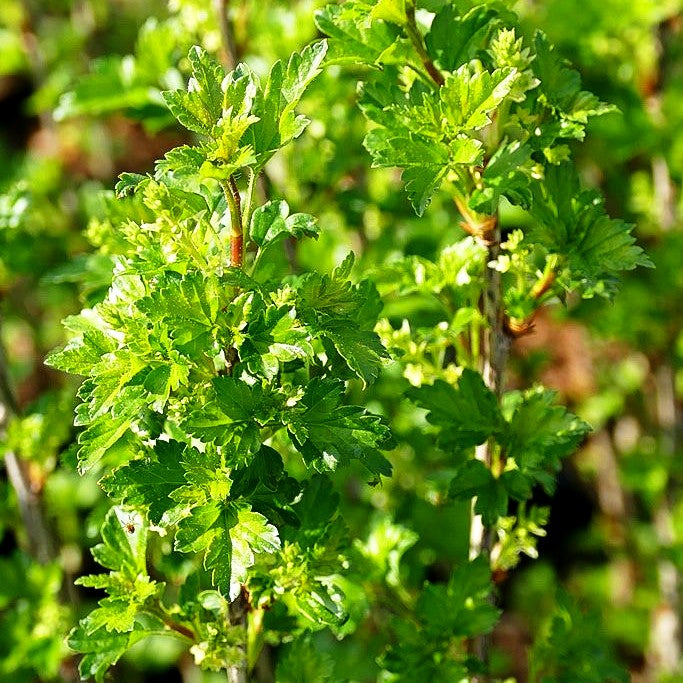 Alpen-Johannisbeere 'Schmidt' (Ribes alpinum)