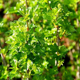 Alpen-Johannisbeere 'Schmidt' (Ribes alpinum)