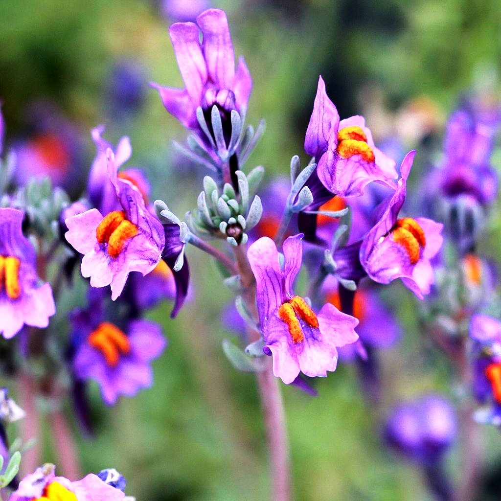 Alpen-Leinkraut (Linaria alpina)