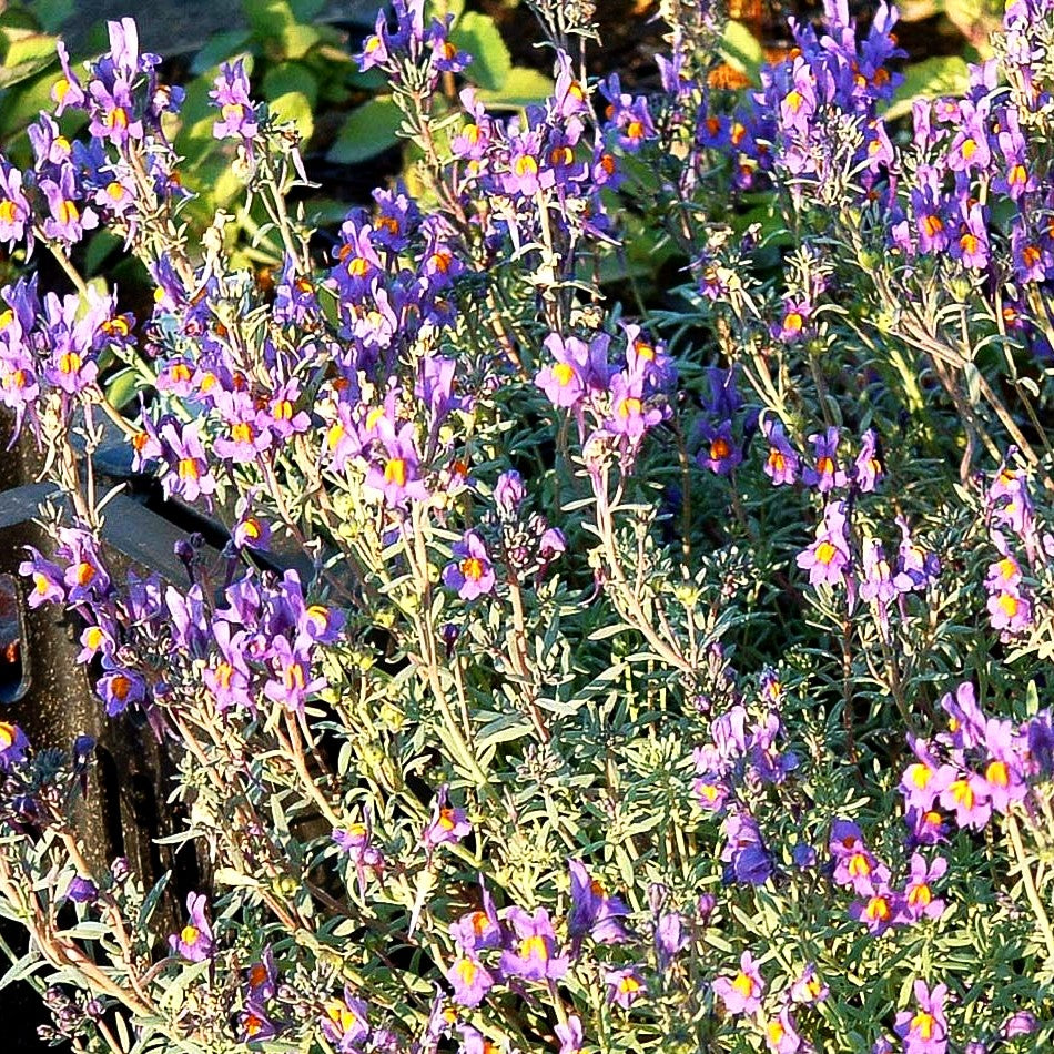 Alpen-Leinkraut (Linaria alpina)