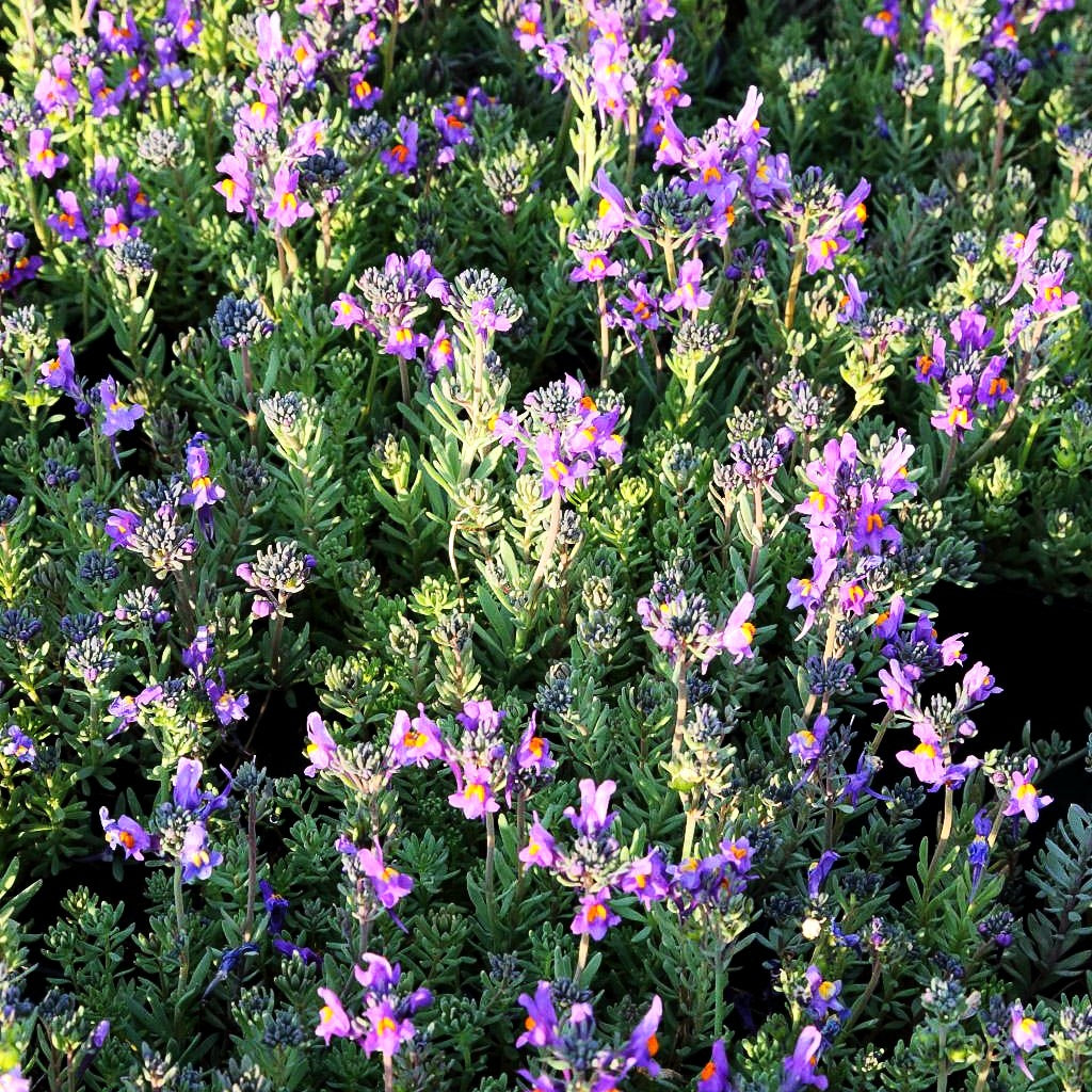 Alpen-Leinkraut (Linaria alpina)