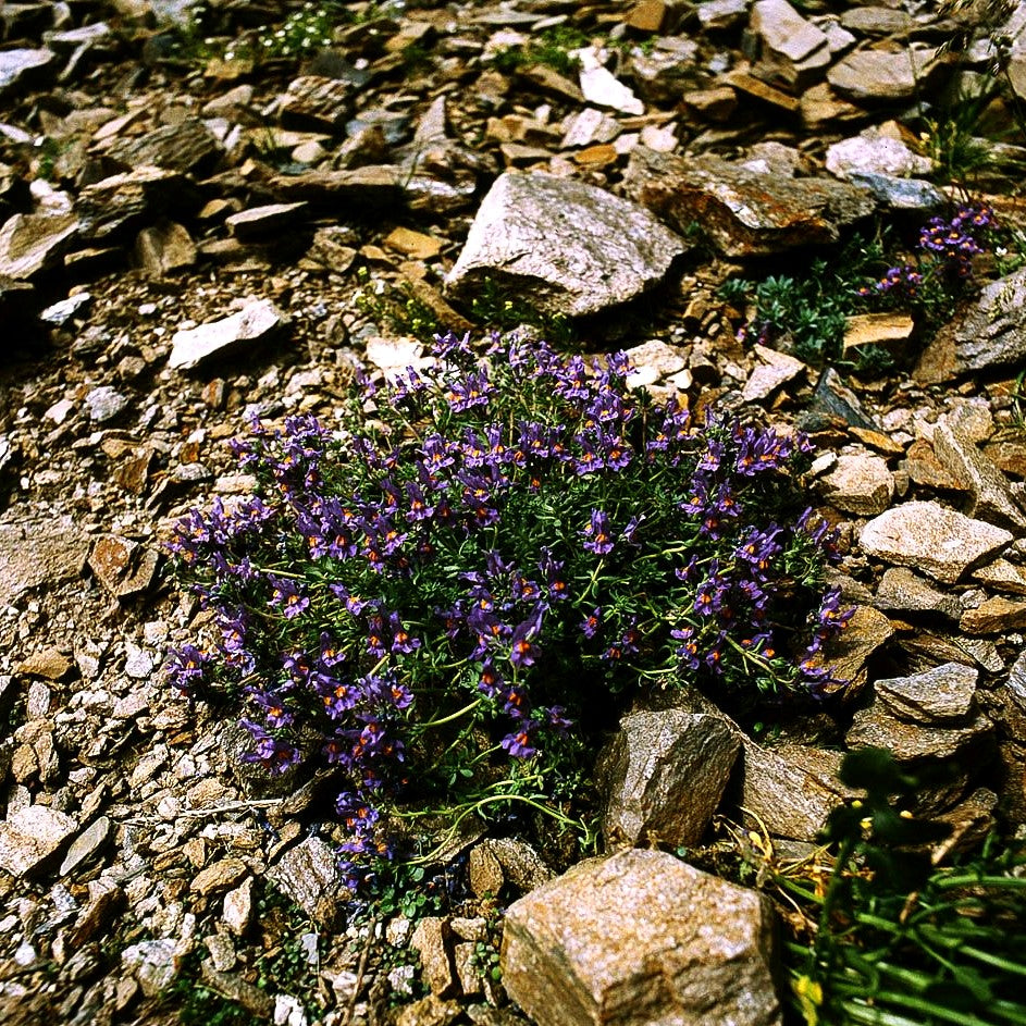 Alpen-Leinkraut (Linaria alpina)