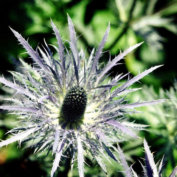 Alpen-Mannstreu 'Blue Star' (Eryngium alpinum)