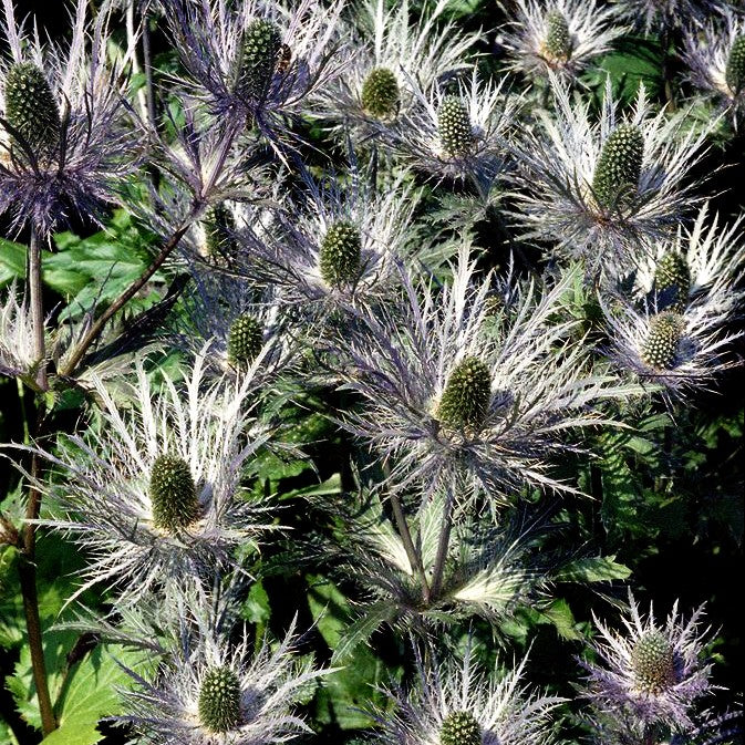 Alpen-Mannstreu 'Blue Star' (Eryngium alpinum)