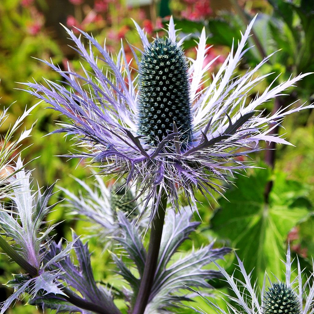 Alpen-Mannstreu 'Blue Star' (Eryngium alpinum)