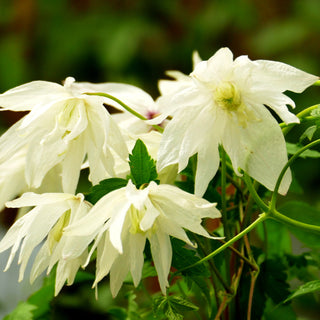 Alpen-Waldrebe 'Albina Plena' (Clematis alp.sib.)