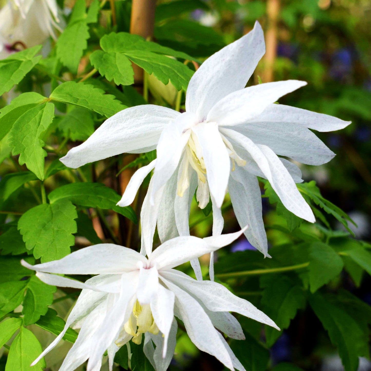 Alpen-Waldrebe 'Albina Plena' (Clematis alp.sib.)