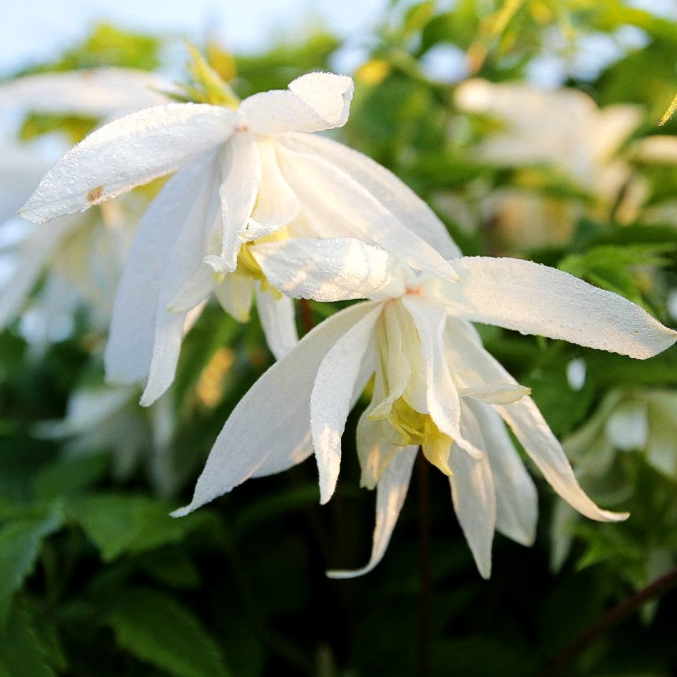 Alpen-Waldrebe 'Albina Plena' (Clematis alp.sib.)