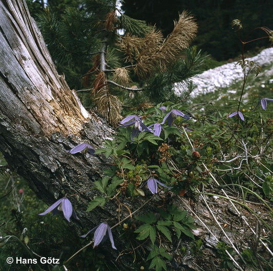 Alpen-Waldrebe (Clematis alpina)