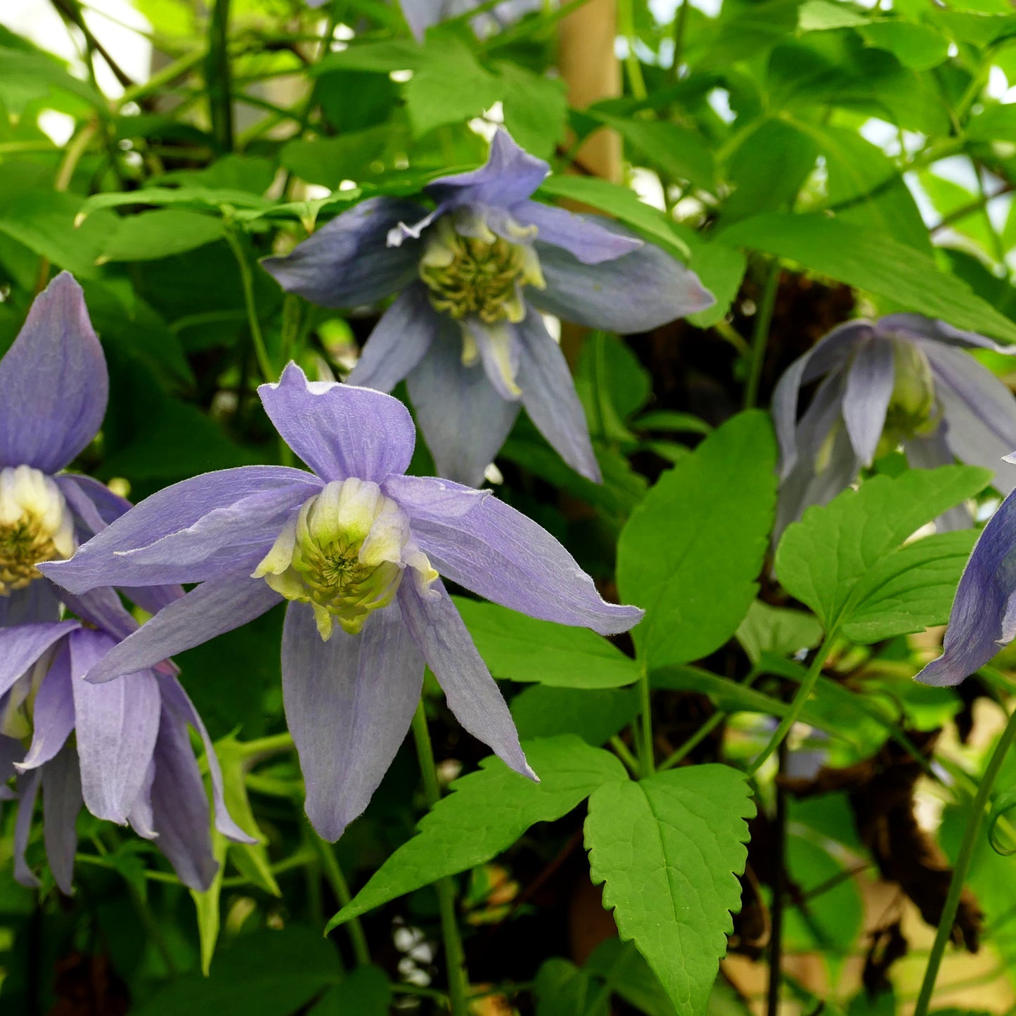 Alpen-Waldrebe (Clematis alpina)