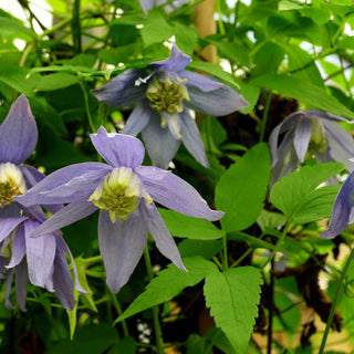 Alpen-Waldrebe (Clematis alpina)