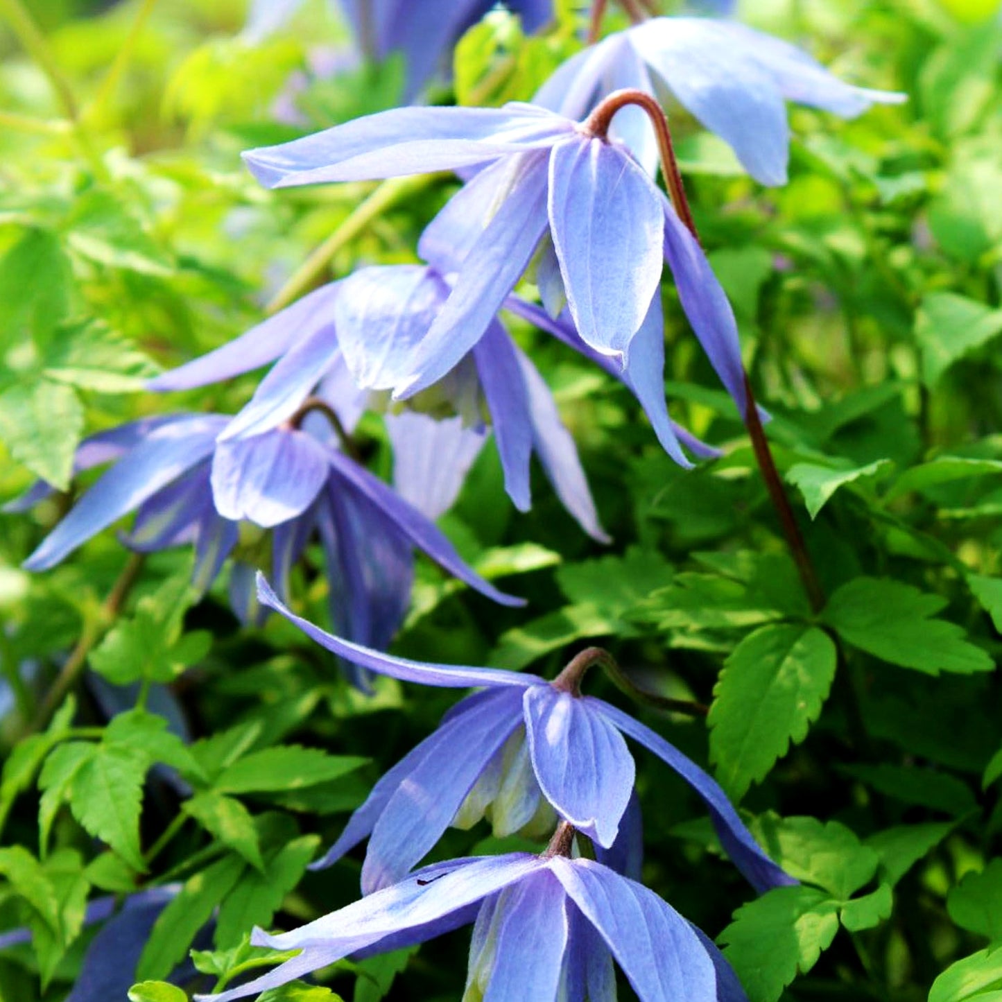 Alpen-Waldrebe (Clematis alpina)