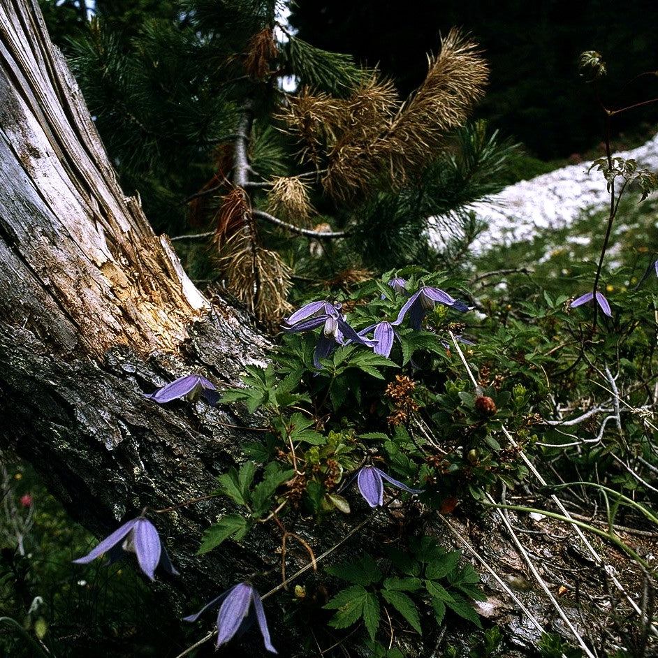 Alpen-Waldrebe (Clematis alpina)