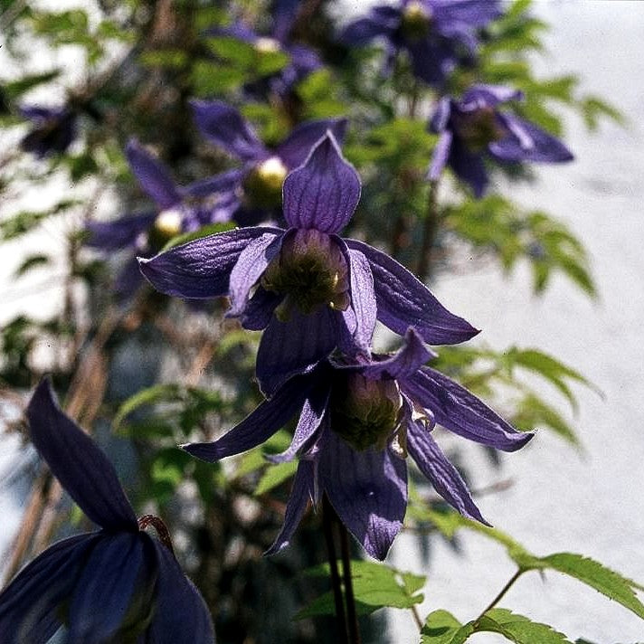 Alpen-Waldrebe (Clematis alpina)