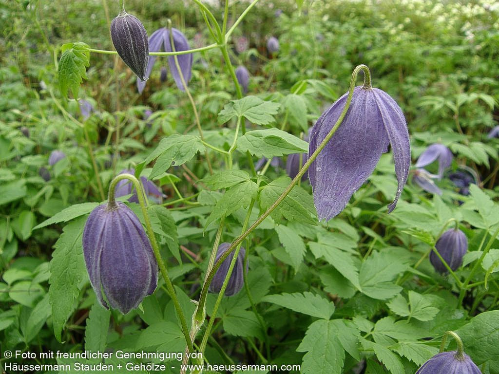 Alpen-Waldrebe (Clematis alpina)